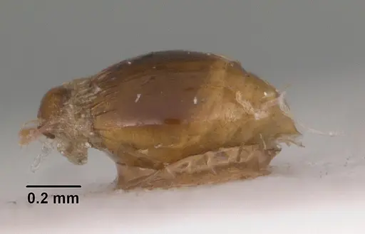 Strumigenys simoni - CASENT0102255