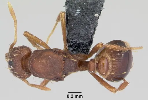 Strumigenys simoni - CASENT0104921