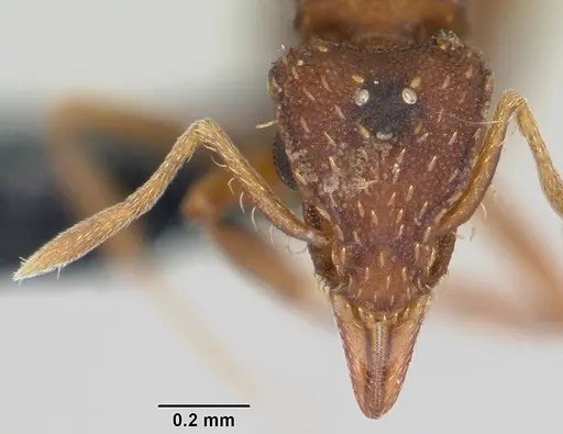 Strumigenys simoni - CASENT0104921