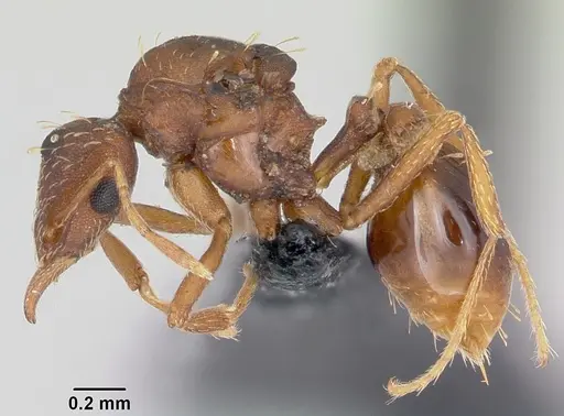 Strumigenys simoni - CASENT0104921