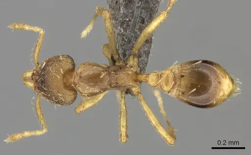 Strumigenys simoni - CASENT0235697