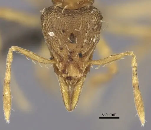 Strumigenys simoni - CASENT0235697