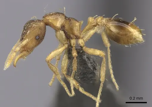 Strumigenys simoni - CASENT0235697