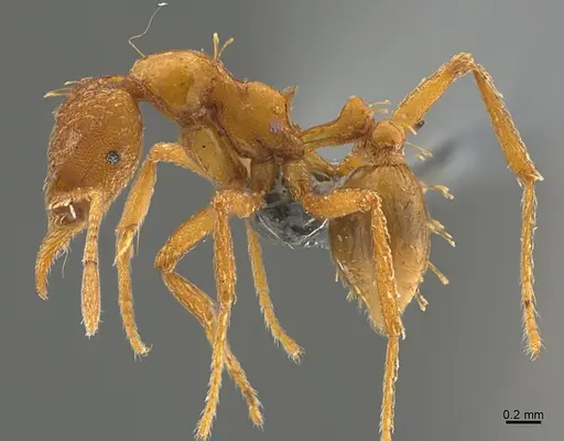 Strumigenys simoni - CASENT0358223