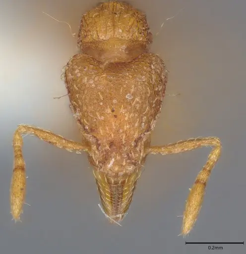 Strumigenys simoni - CASENT0763717