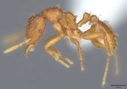 Strumigenys simoni - CASENT0763717