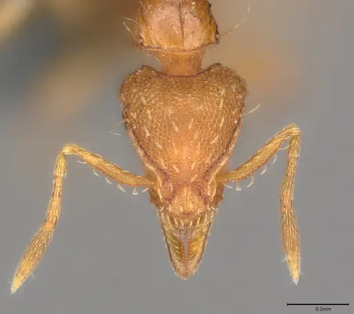 Strumigenys simoni - CASENT0778978