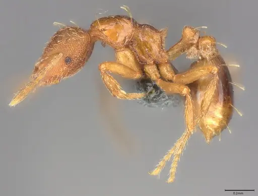 Strumigenys simoni - CASENT0778978