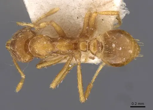 Strumigenys simoni - CASENT0909331