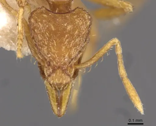 Strumigenys simoni - CASENT0909331