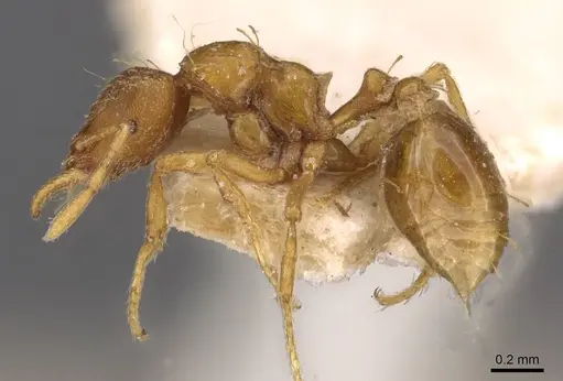 Strumigenys simoni - CASENT0909331