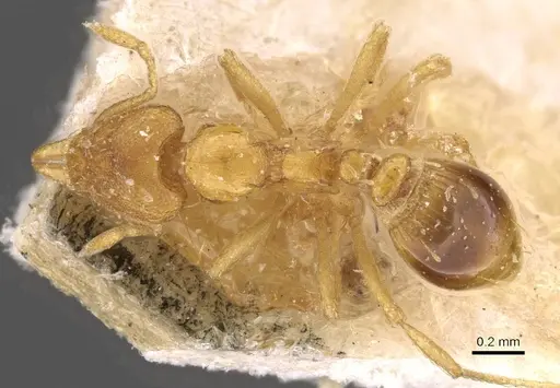 Strumigenys simoni - CASENT0909332