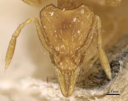 Strumigenys simoni - CASENT0909332