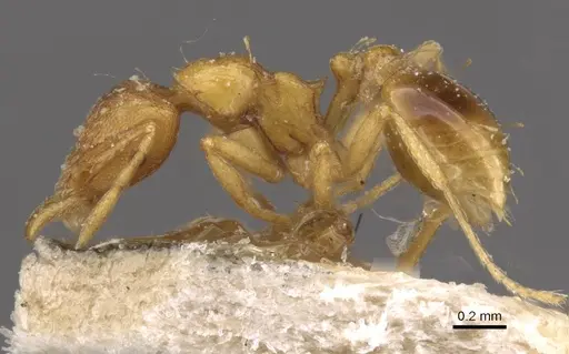 Strumigenys simoni - CASENT0909332