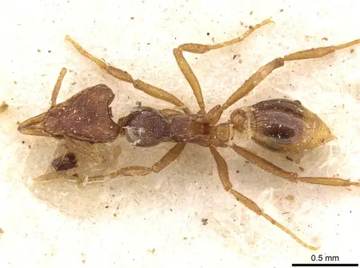 Strumigenys simoni - CASENT0909333