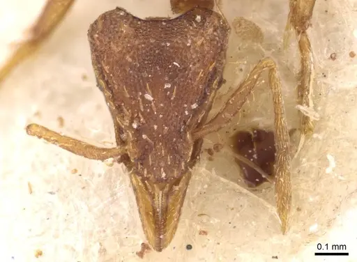 Strumigenys simoni - CASENT0909333