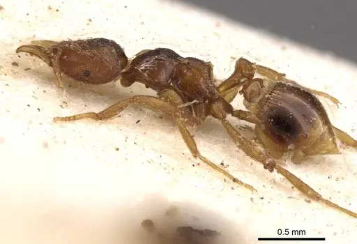 Strumigenys simoni - CASENT0909333