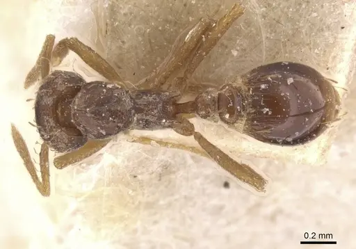 Strumigenys simoni - CASENT0912842