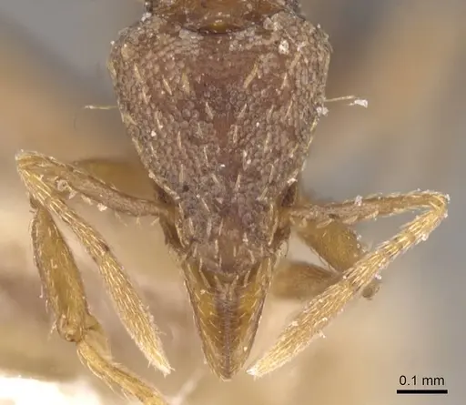 Strumigenys simoni - CASENT0912842