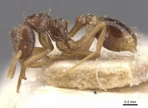 Strumigenys simoni - CASENT0912842