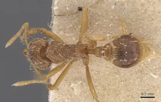 Strumigenys simoni - CASENT0912843