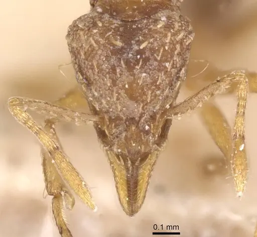 Strumigenys simoni - CASENT0912843