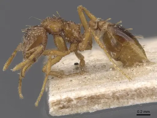 Strumigenys simoni - CASENT0912843