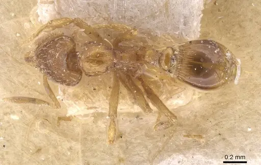 Strumigenys simoni - CASENT0912844