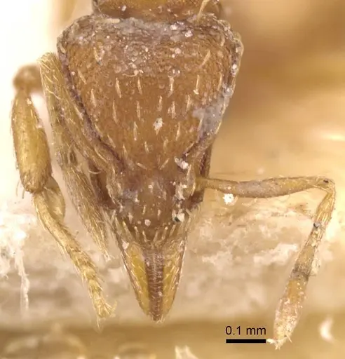 Strumigenys simoni - CASENT0912844