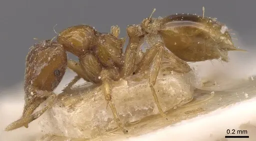 Strumigenys simoni - CASENT0912844