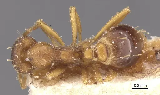 Strumigenys simoni - CASENT0912845