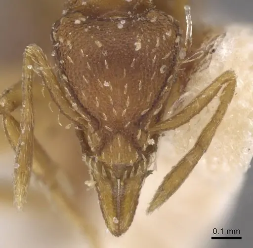 Strumigenys simoni - CASENT0912845