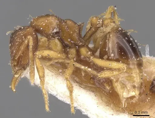 Strumigenys simoni - CASENT0912845