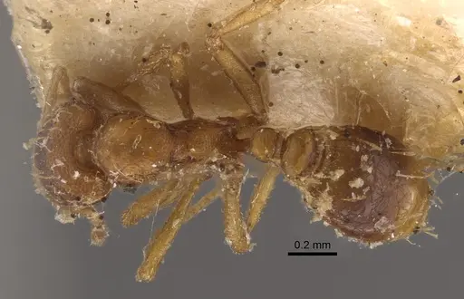 Strumigenys simoni - CASENT0917840