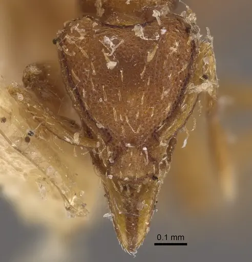 Strumigenys simoni - CASENT0917840