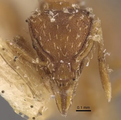 Strumigenys simoni - CASENT0917840