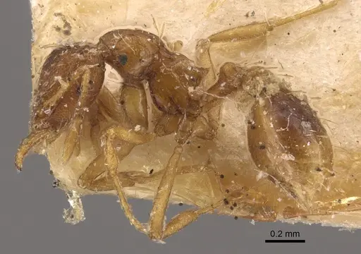 Strumigenys simoni - CASENT0917840