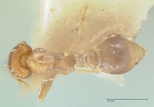 Strumigenys simoni - FOCOL2168