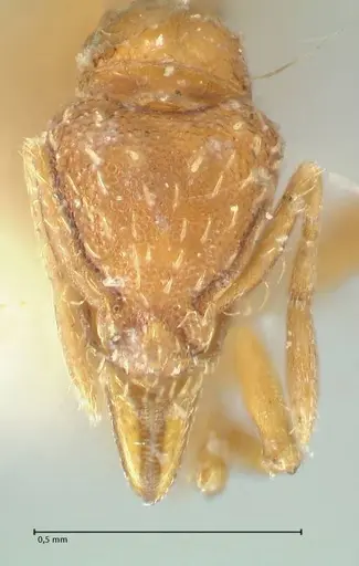 Strumigenys simoni - FOCOL2168