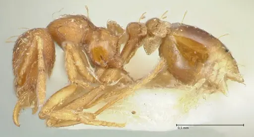 Strumigenys simoni - FOCOL2168