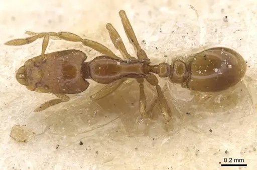 Strumigenys simulans specimen