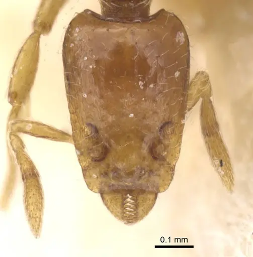 Strumigenys simulans specimen