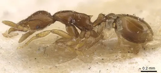 Strumigenys simulans specimen