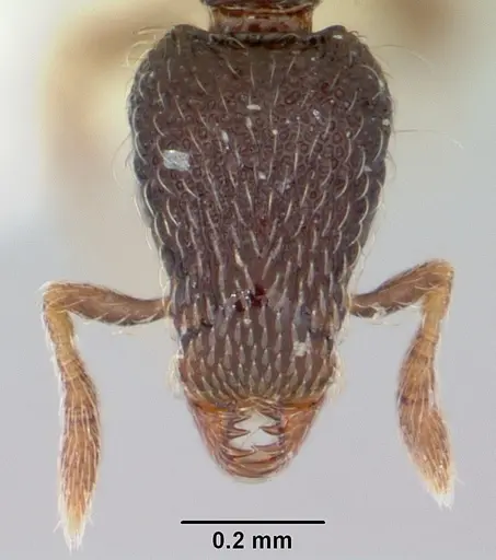 Strumigenys sistrura specimen