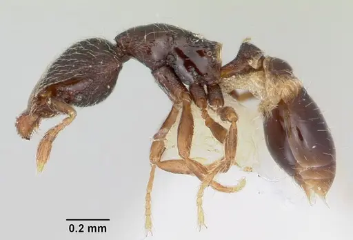 Strumigenys sistrura specimen