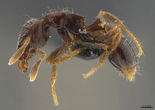 Strumigenys sistrura - CASENT0417919