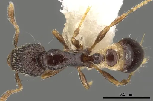 Strumigenys sistrura - CASENT0900056