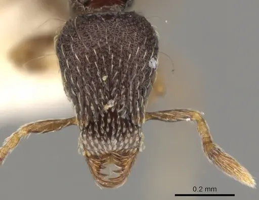 Strumigenys sistrura - CASENT0900056