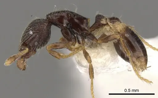 Strumigenys sistrura - CASENT0900056