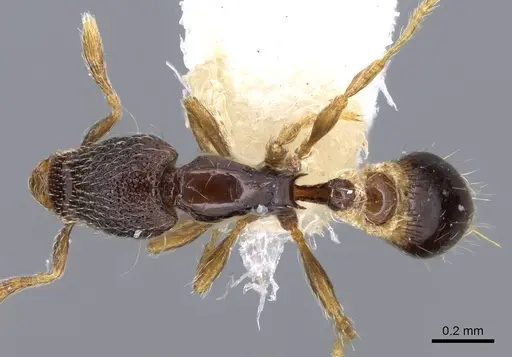 Strumigenys sistrura - CASENT0914727